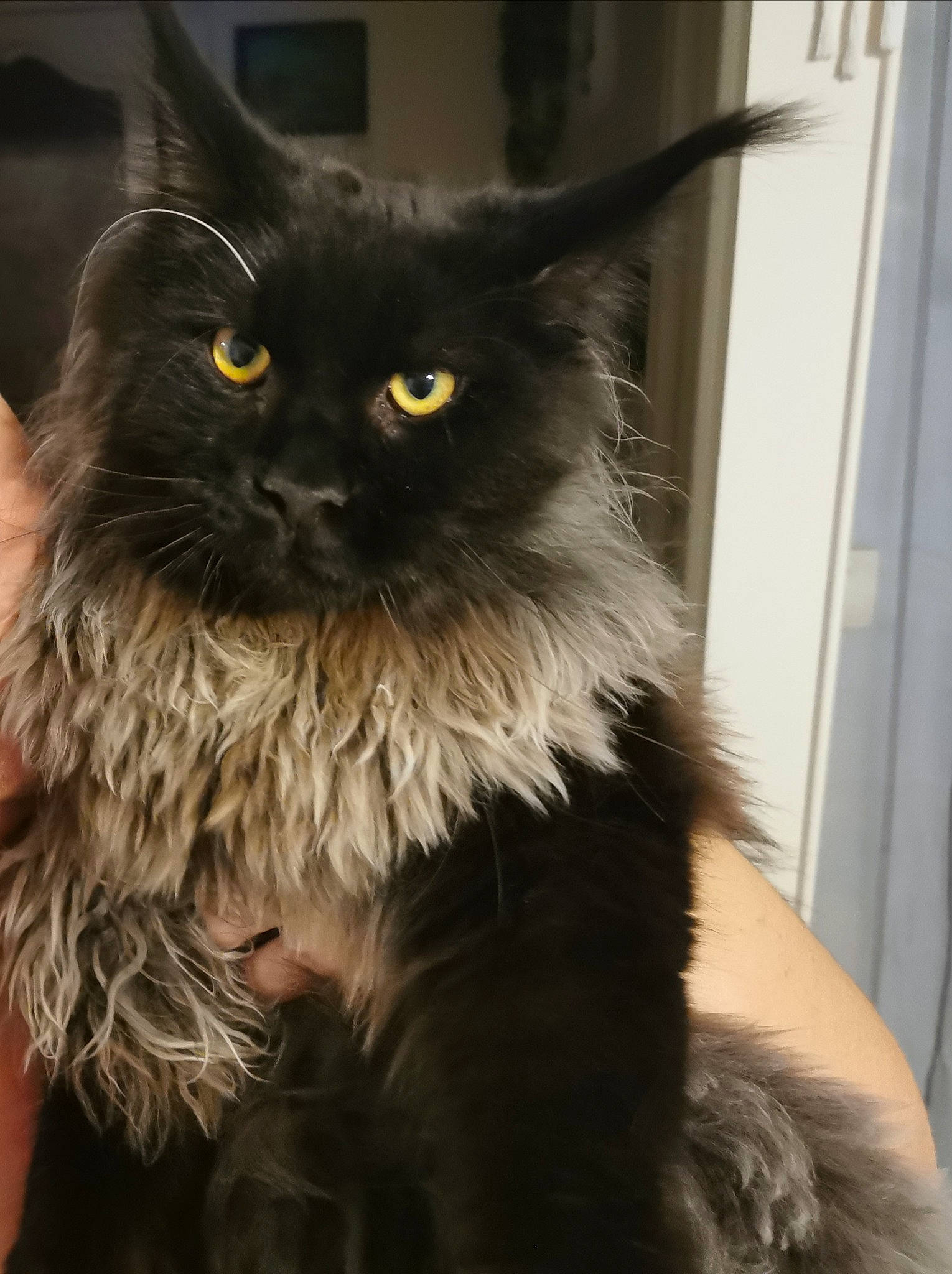 Potter participe au concours pour gagner de l'argent avec cette photo : art, black_cat, british_longhair, carnivore, cat, claw, eye, fawn, felidae, fur, small_to_medium_sized_cats, snout, tail, terrestrial_animal, whiskers