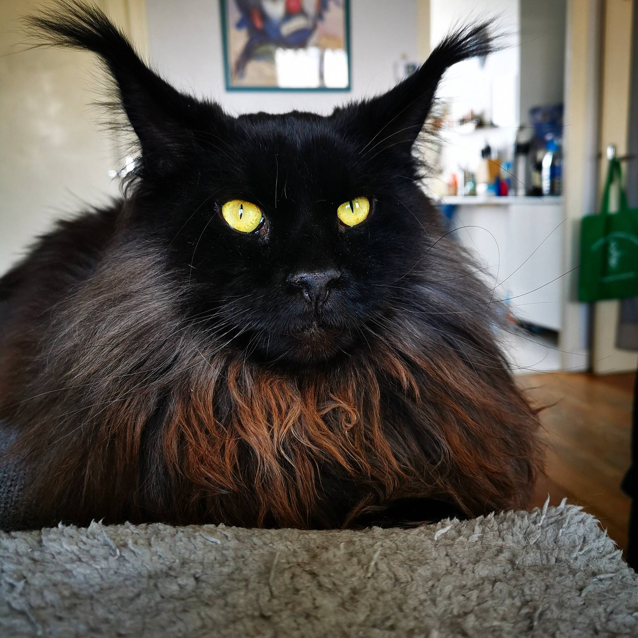 Potter a rejoint le concours — aidez-le/la à gagner de superbes lots ! black_cat, bombay, carnivore, cat, claw, domestic_short_haired_cat, event, felidae, fur, grey, small_to_medium_sized_cats, snout, tail, terrestrial_animal, whiskers