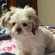 Drake is registered to the contest to win money with this photo: dog, puppy, small_dog, fluffy, white_fur, long_hair, sitting, pet, bed, blanket, indoor, portrait, eyes, nose, paw, fur, cute, looking_at_camera, denim, wooden_cabinet