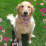Riley is registered to the contest to win money with this photo: dog, golden_retriever, grass, outdoor, pet, animal, canine, happy, smiling, fur, collar, bandana, nature, sunlight, playful, heart, green, cute, friendly, sitting