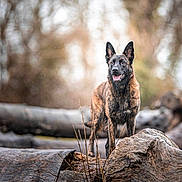 Skadi participe au concours pour gagner de l'argent avec cette photo : dog, brindle, outdoor, nature, log, tree, forest, animal, canine, standing, alert, brown, fur, wildlife, daylight, woods, background, tongue, ears, muzzle