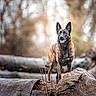 dog, brindle, outdoor, nature, log, tree, forest, animal, canine, standing, alert, brown, fur, wildlife, daylight, woods, background, tongue, ears, muzzle