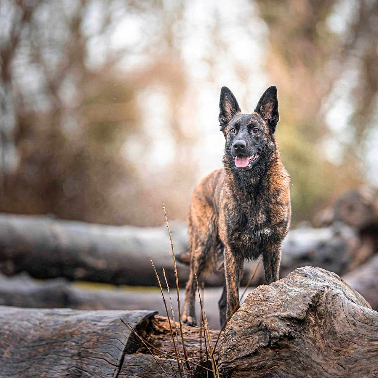 Skadi participe au concours pour gagner de l'argent avec cette photo : dog, brindle, outdoor, nature, log, tree, forest, animal, canine, standing, alert, brown, fur, wildlife, daylight, woods, background, tongue, ears, muzzle