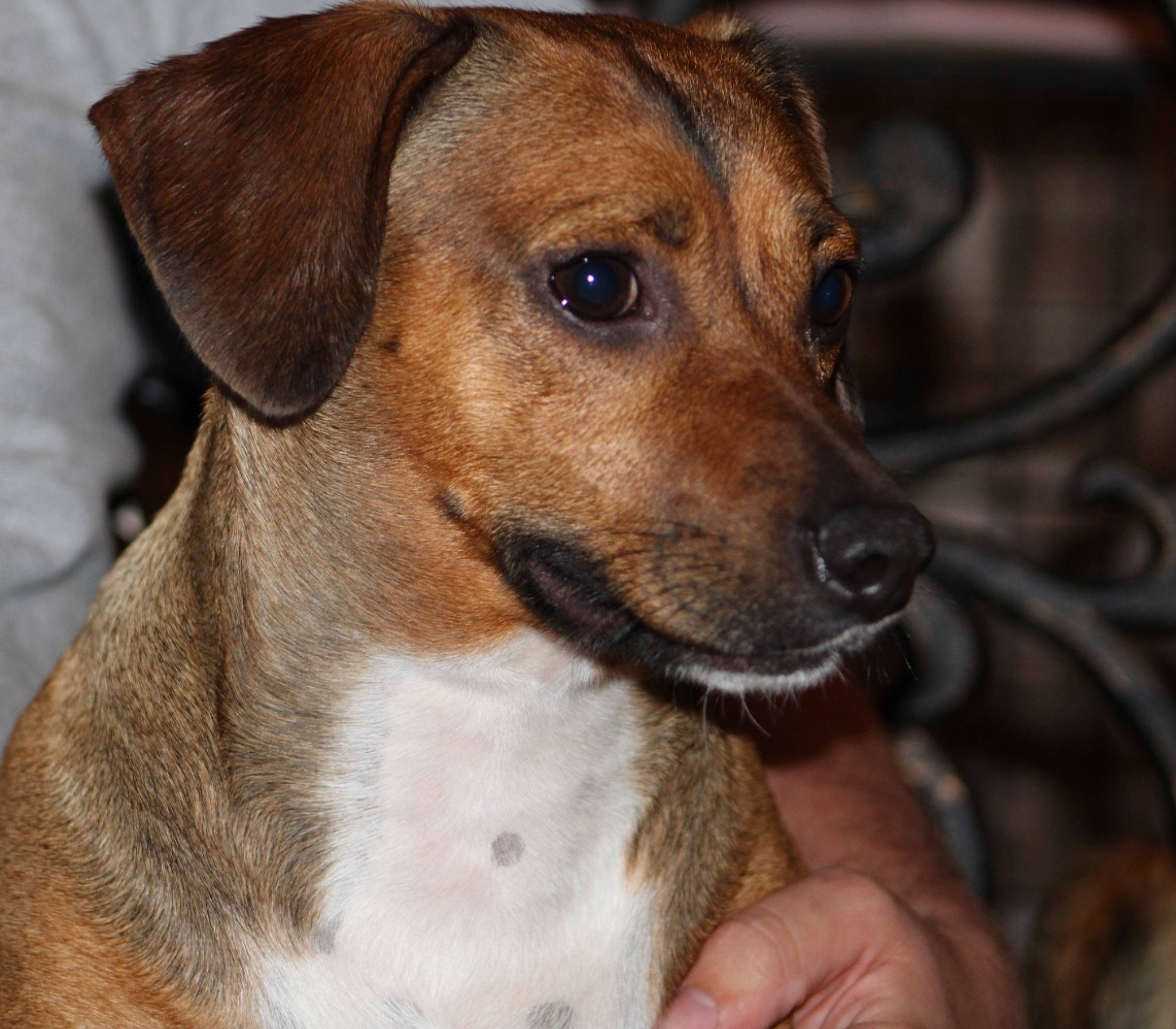 Tucker joined the competition — help win amazing prizes! ancient_dog_breeds, canidae, carnivore, collar, companion_dog, dog, dog_breed, dog_collar, fawn, fur, hunting_dog, nail, pet_supply, snout, sporting_group, terrestrial_animal, whiskers, working_animal