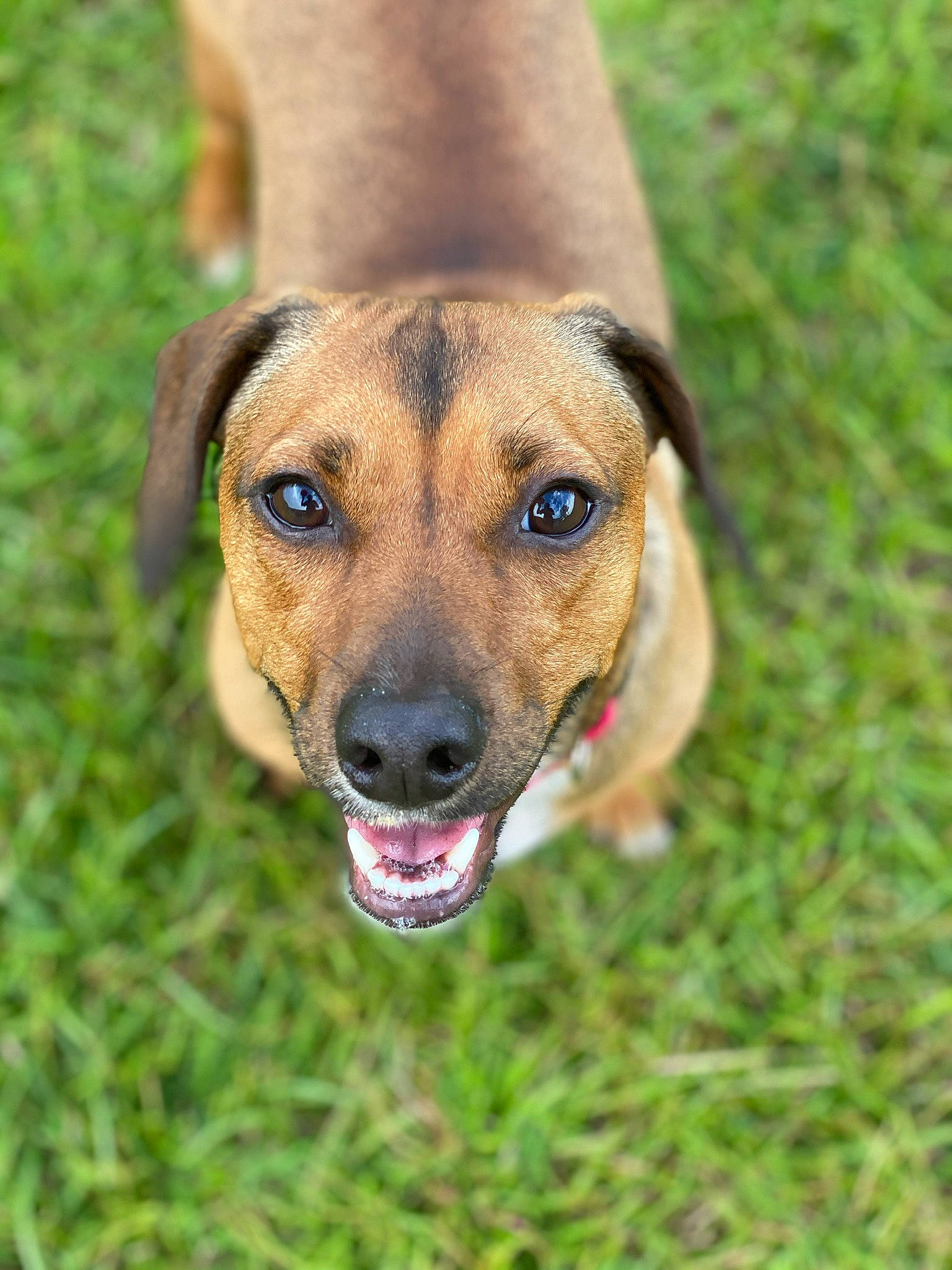 Tucker is registered to the contest to win money with this photo: canidae, carnivore, companion_dog, dog, dog_breed, eye, fawn, grass, head, paw, plant, snout, sporting_group, street_dog, terrestrial_animal, tree, whiskers, wildlife, working_animal, working_dog