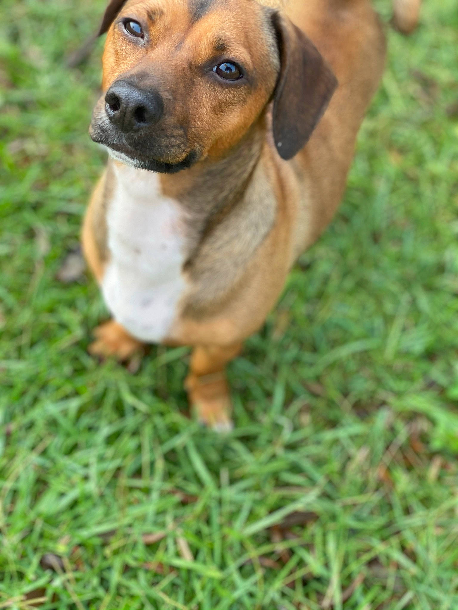 Tucker is registered to the contest to win money with this photo: ancient_dog_breeds, canidae, carnivore, companion_dog, dog, dog_breed, fawn, fur, grass, guard_dog, hound, hunting_dog, plant, puppy, sporting_group, terrestrial_animal, whiskers, wildlife, working_animal, working_dog