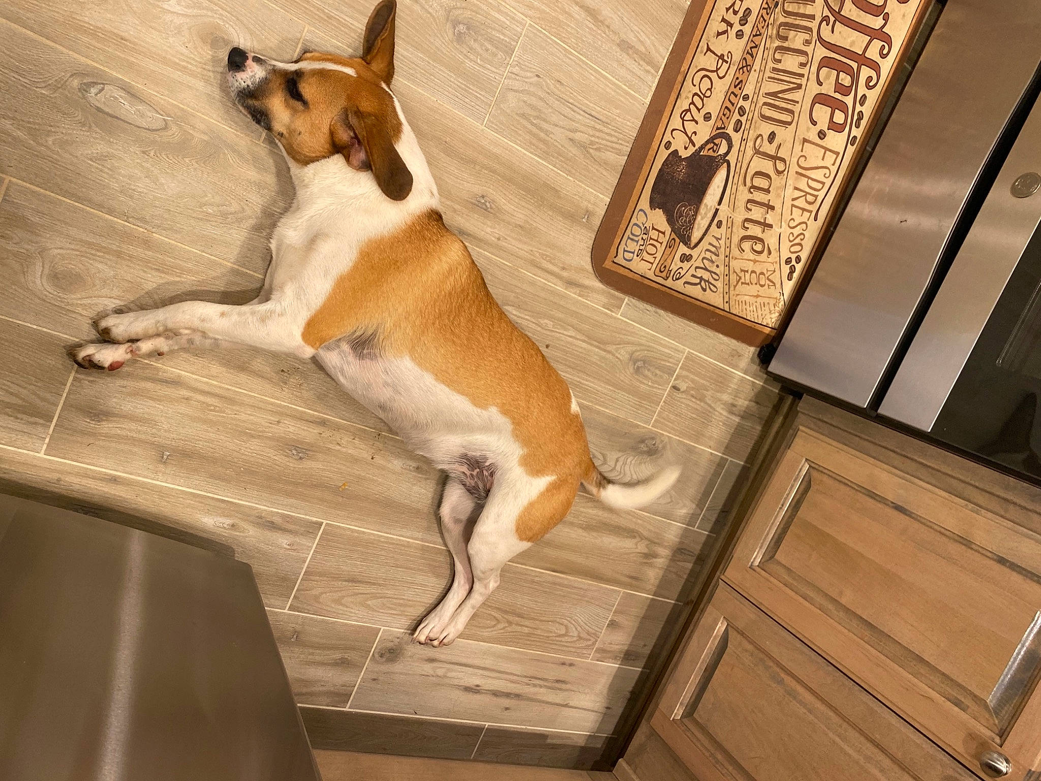 Rosie is registered to the contest to win money with this photo: cabinetry, canidae, carnivore, comfort, companion_dog, dog, dog_breed, drawer, fawn, floor, flooring, fur, hardwood, hound, paw, sporting_group, tail, varnish, window, wood