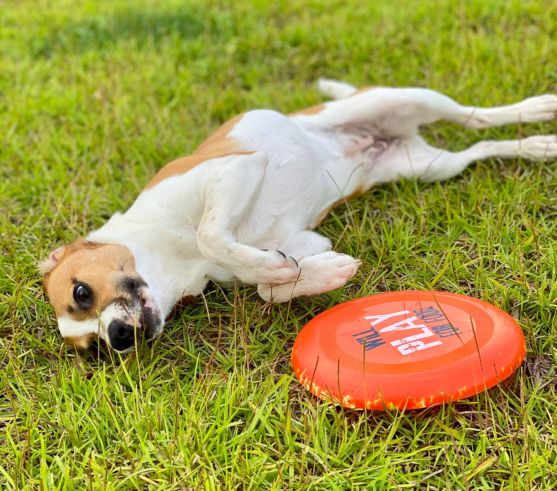 Rosie is registered to the contest to win money with this photo: ball, canidae, carnivore, collar, companion_dog, dog, dog_breed, dog_collar, fawn, grass, grassland, personal_protective_equipment, recreation, snout, soccer_ball, sporting_group, sunglasses, tail, toy, working_animal