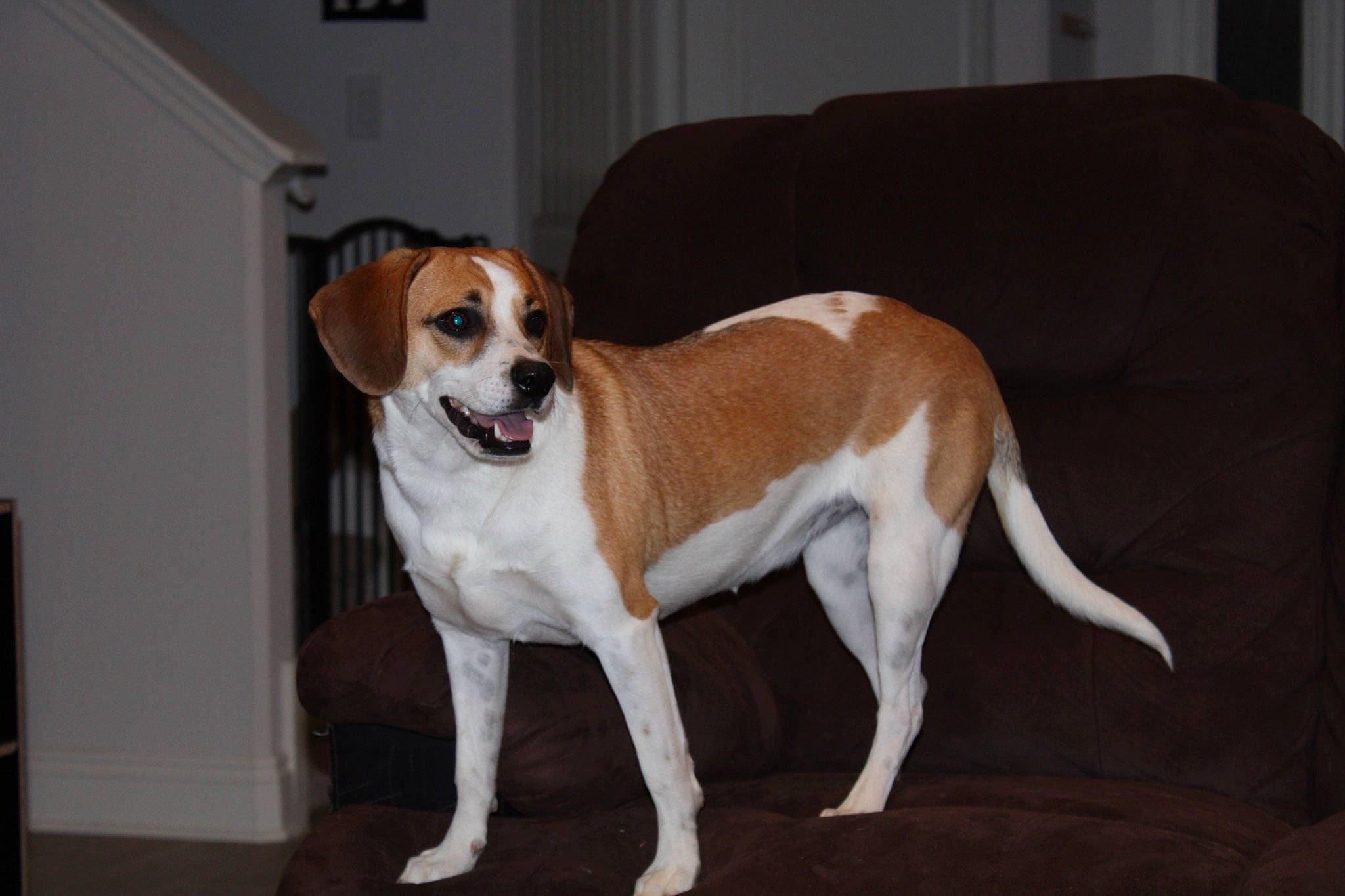 Rosie is registered to the contest to win money with this photo: ancient_dog_breeds, beaglier, canidae, carnivore, chair, companion_dog, couch, dog, dog_breed, door, fawn, flooring, hardwood, non_sporting_group, snout, sporting_group, tail, terrestrial_animal, wood, working_animal