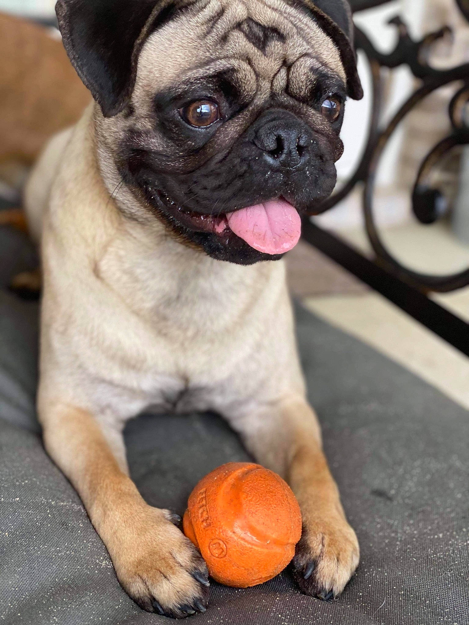 Franklin joined the competition — help win amazing prizes! ball, calabaza, canidae, carnivore, citrus, companion_dog, dog, dog_breed, dog_collar, fawn, natural_foods, photograph, plant, pug, pumpkin, snout, sporting_group, sports_toy, winter_squash, wrinkle
