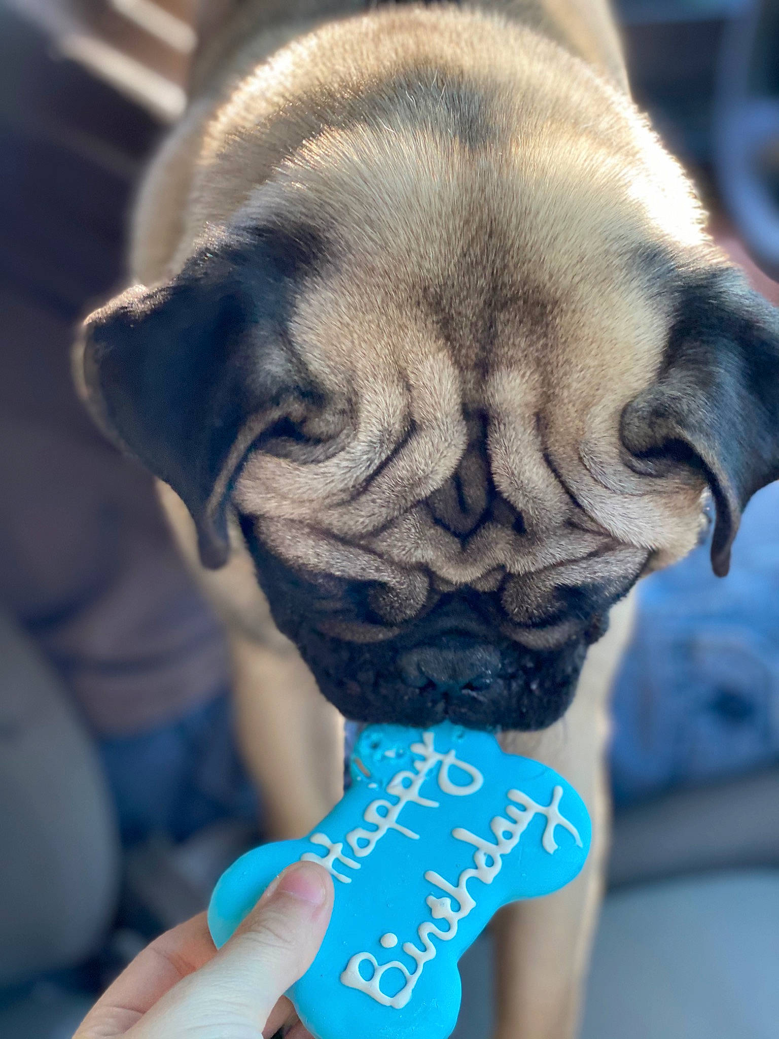 Franklin joined the competition — help win amazing prizes! blue, carnivore, companion_dog, dog, dog_breed, dog_supply, dress, electric_blue, fawn, handwriting, head, human_body, pug, snout, sporting_group, sunglasses, toy_dog, window, wrinkle, wrist