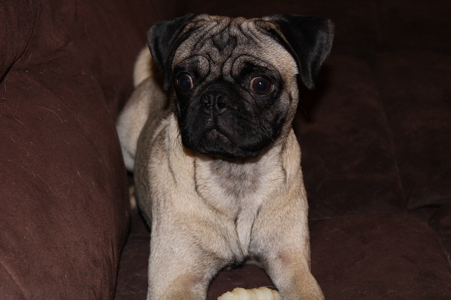 Franklin is registered to the contest to win money with this photo: ancient_dog_breeds, canidae, carnivore, companion_dog, dog, dog_breed, fawn, fur, non_sporting_group, pug, puppy, snout, sporting_group, terrestrial_animal, toy_dog, whiskers, wood, working_animal, wrinkle