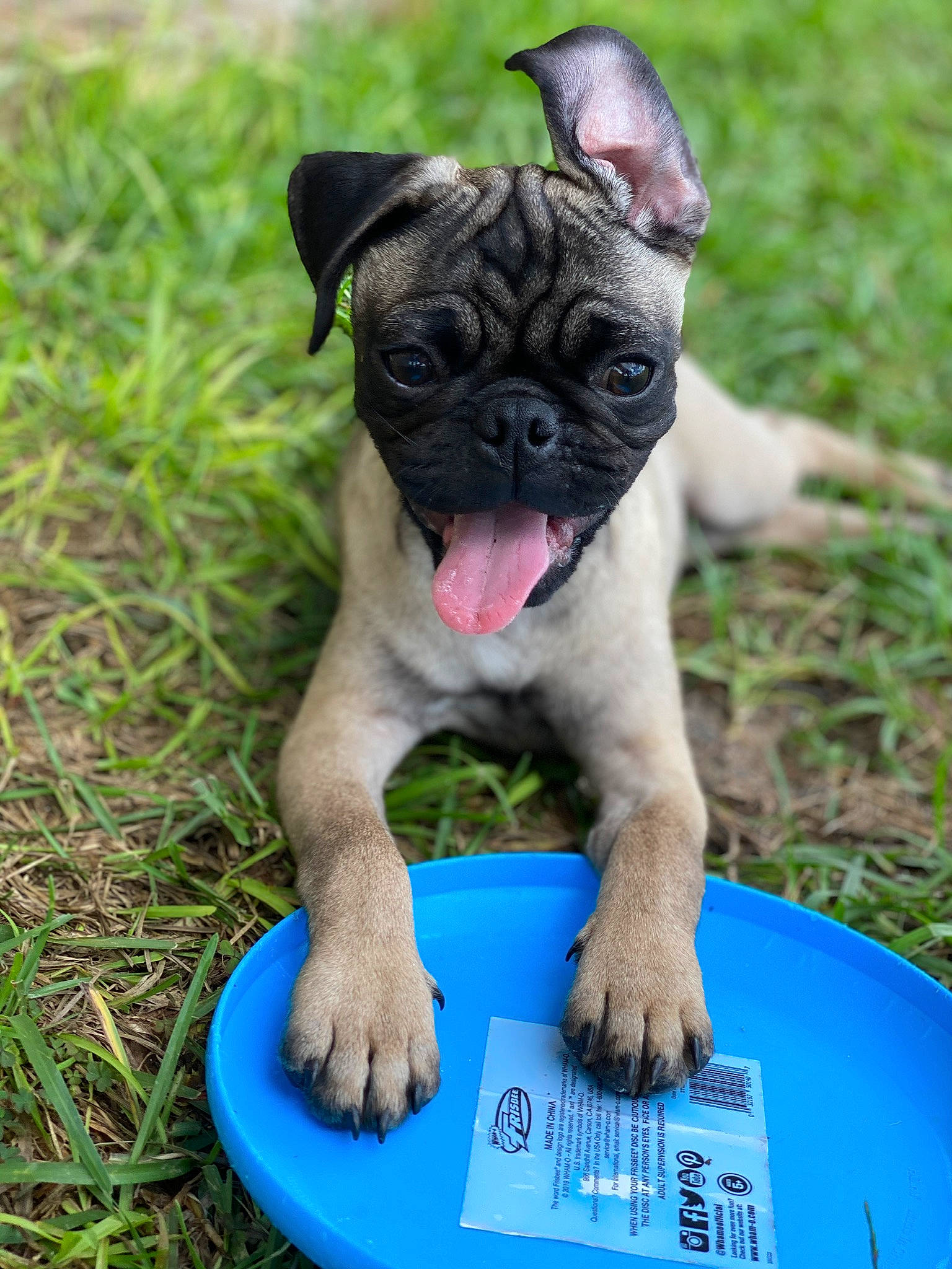 Franklin is registered to the contest to win money with this photo: blue, bulldog, canidae, carnivore, collar, companion_dog, dog, dog_breed, electric_blue, fawn, grass, green, molosser, non_sporting_group, pug, snout, sporting_group, terrestrial_animal, toy_dog, wrinkle