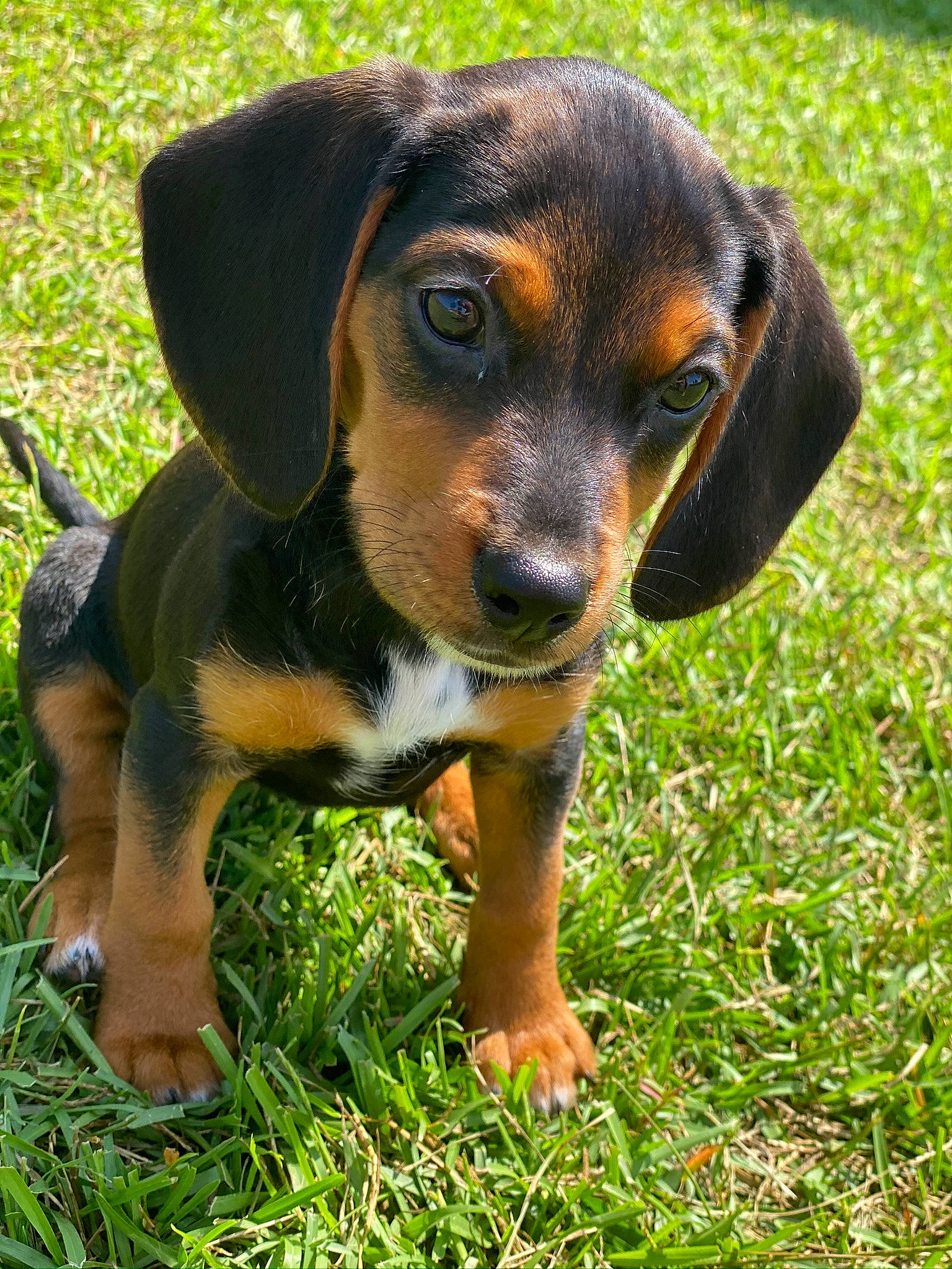 Maggie is registered to the contest to win money with this photo: carnivore, circle, companion_dog, dog, dog_breed, grass, hound, hunting_dog, plant, sharing, snout, sporting_group, terrestrial_animal, working_animal, working_dog