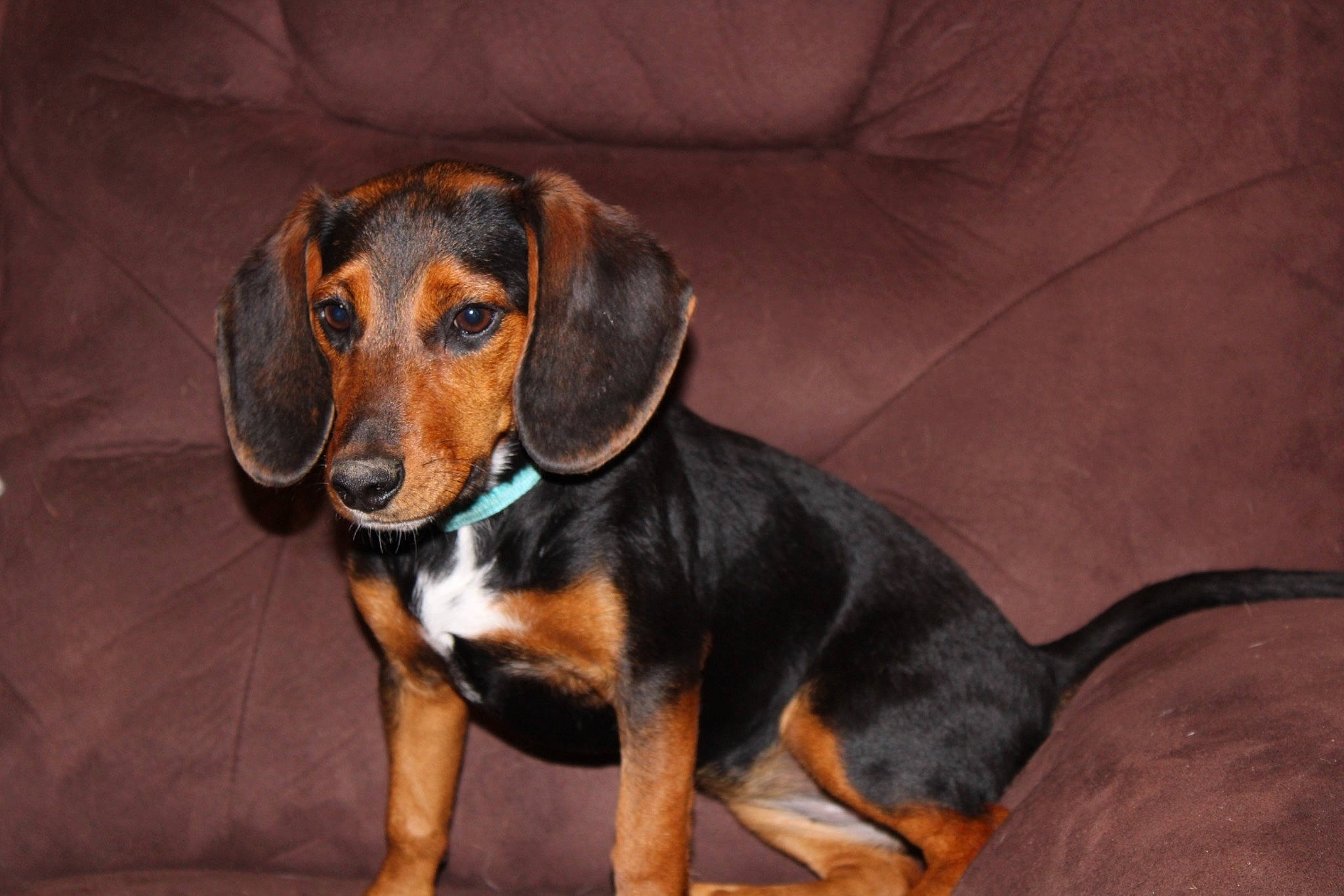 Maggie is registered to the contest to win money with this photo: canidae, carnivore, companion_dog, couch, dog, dog_breed, hound, hunting_dog, puppy, scent_hound, snout, sporting_group, terrestrial_animal, whiskers, working_animal, working_dog