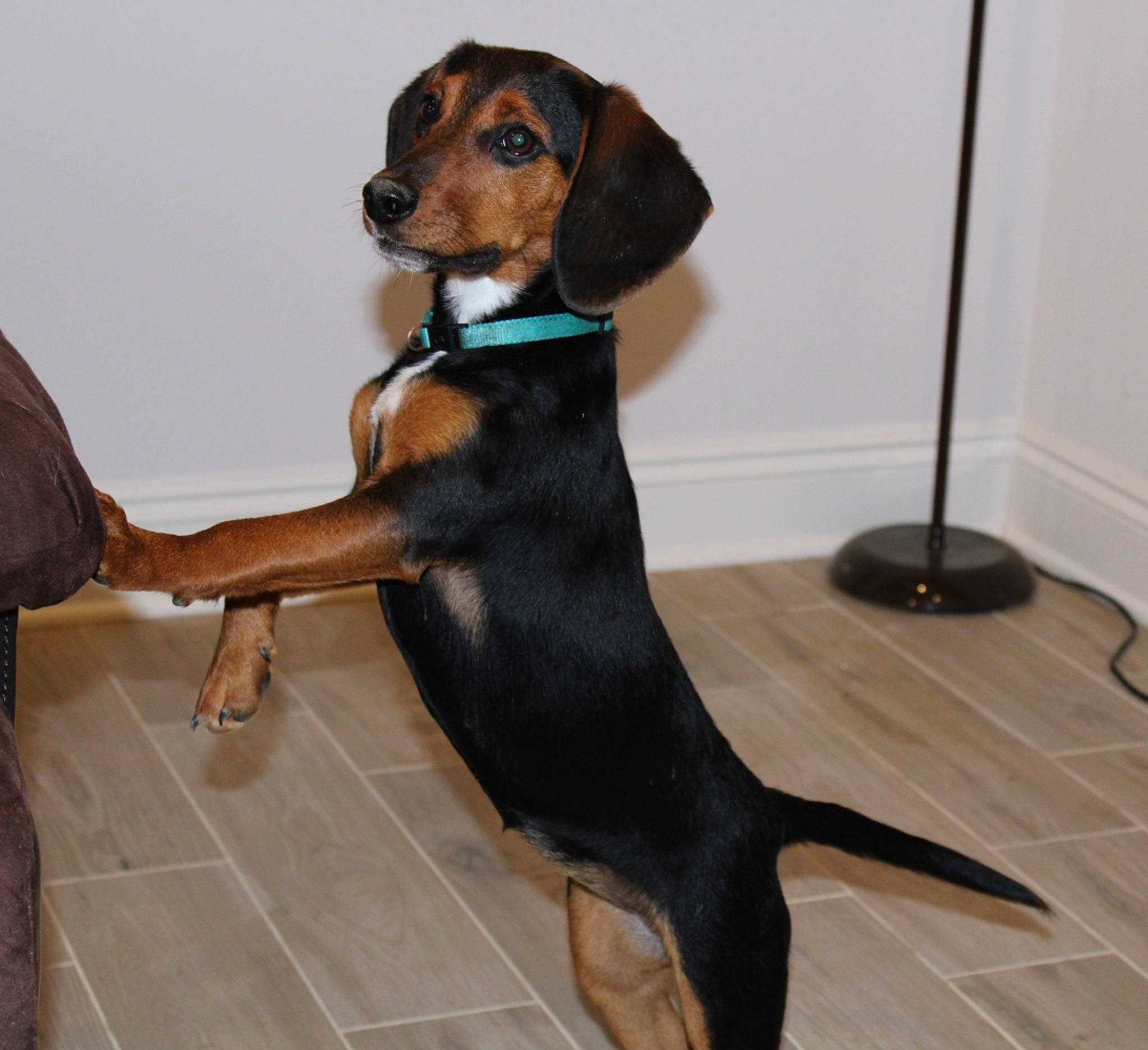 Maggie is registered to the contest to win money with this photo: beaglier, carnivore, collar, comfort, companion_dog, dog, dog_breed, dog_collar, dog_supply, fawn, flooring, hardwood, hound, liver, pet_supply, snout, sporting_group, tail, terrestrial_animal, working_animal