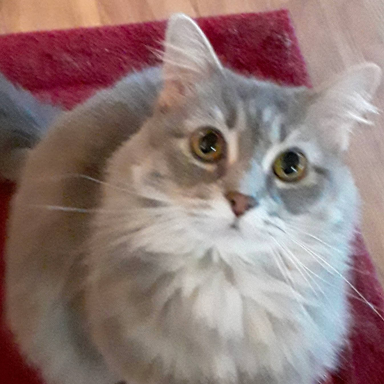 Hannah is registered to the contest to win money with this photo: carnivore, cat, eye, fawn, felidae, fur, persian, small_to_medium_sized_cats, snout, terrestrial_animal, whiskers