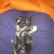 Ribella participe au concours pour gagner de l'argent avec cette photo : kitten, cat, feline, pet, animal, small, black, orange_blanket, blue_clothing, fur, paws, sleepy, cozy, indoor, cute, lying_down, resting, young, furry, closeup