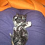 kitten, cat, feline, pet, animal, small, black, orange_blanket, blue_clothing, fur, paws, sleepy, cozy, indoor, cute, lying_down, resting, young, furry, closeup