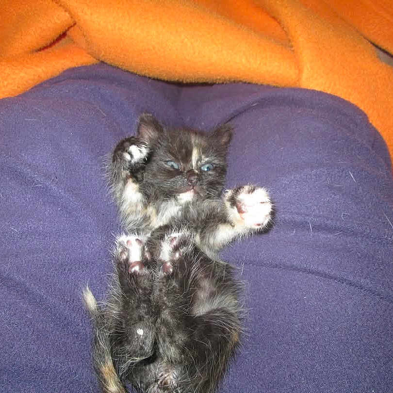 Ribella participe au concours pour gagner de l'argent avec cette photo : animal, black, blue_clothing, cat, closeup, cozy, cute, feline, fur, furry, indoor, kitten, lying_down, orange_blanket, paws, pet, resting, sleepy, small, young