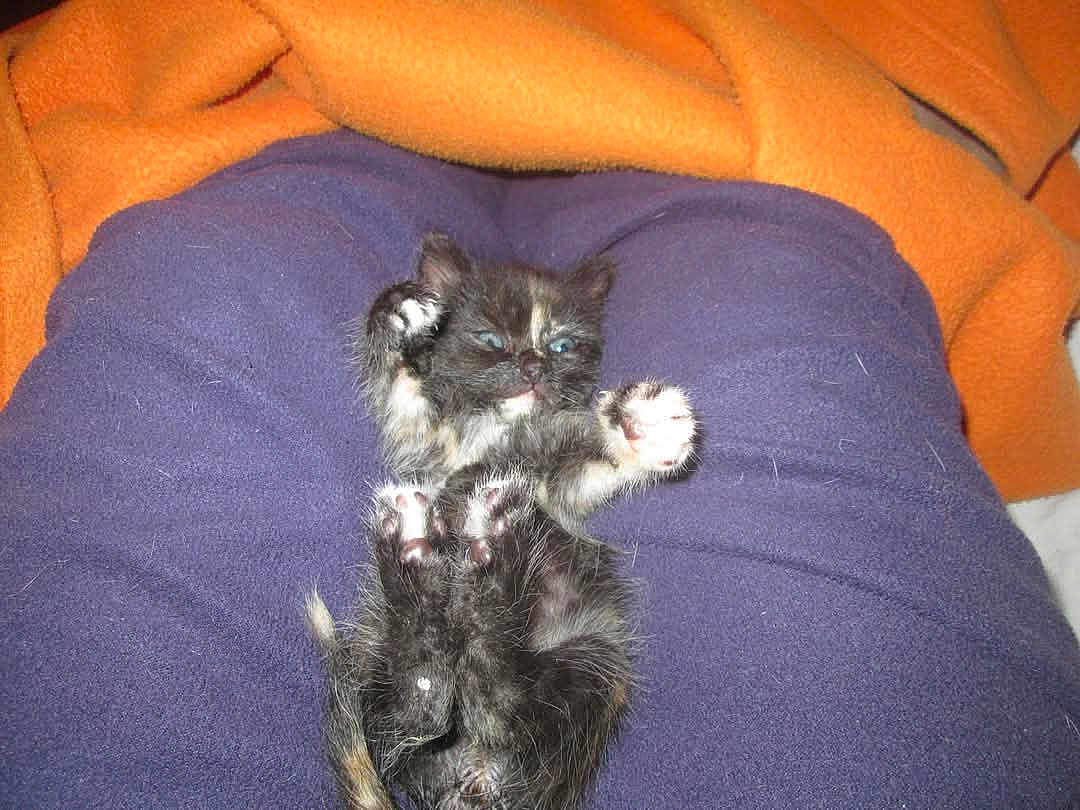 Ribella participe au concours pour gagner de l'argent avec cette photo : kitten, cat, feline, pet, animal, small, black, orange_blanket, blue_clothing, fur, paws, sleepy, cozy, indoor, cute, lying_down, resting, young, furry, closeup
