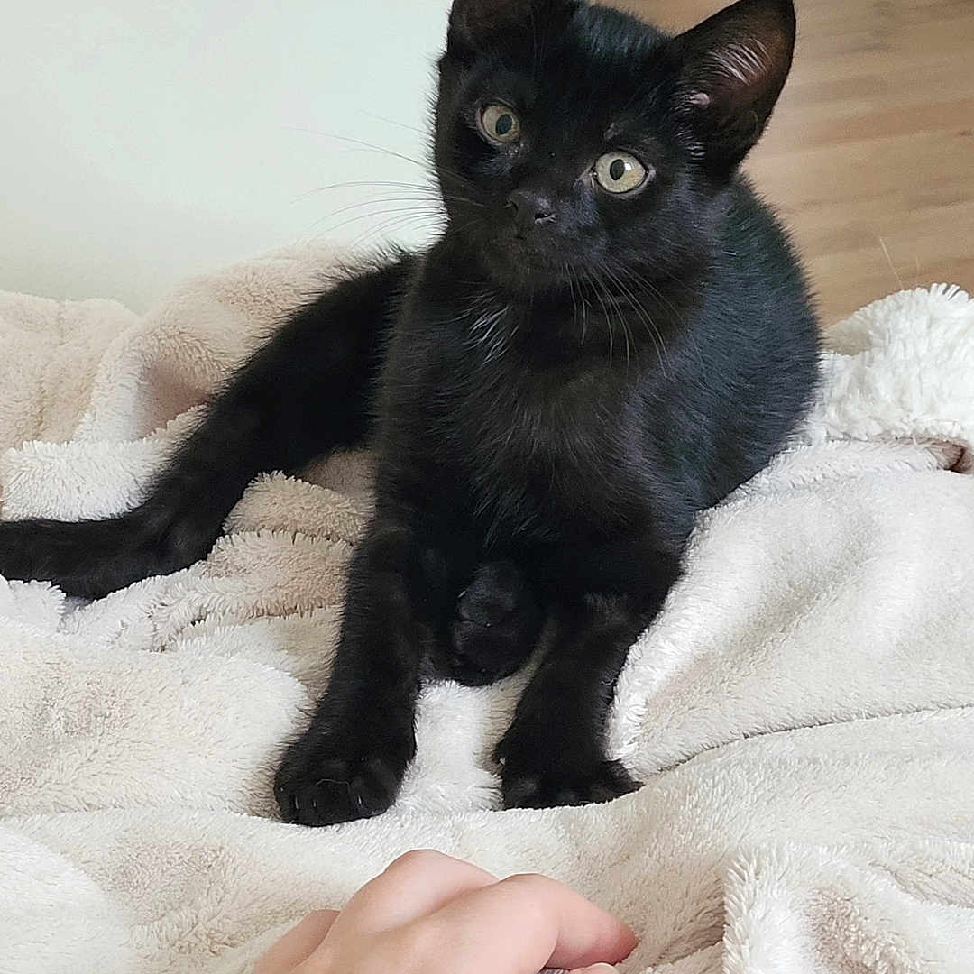Azraël participe au concours pour gagner de l'argent avec cette photo : abyssinian, animal, baby, bed, bedroom, blackcat, blanket, bodypart, cat, finger, furniture, hand, hardwood, kitten, manx, person, pet, quilt, siamese, wood