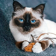 Zoé a rejoint le concours — aidez-le/la à gagner de superbes lots ! animal, blue_eyes, cat, close_up, cozy, cute, domestic_animal, feather_toy, feline, focused, fur, indoor, paws, pet, playful, portrait, relaxed, texture, toy_mouse, whiskers