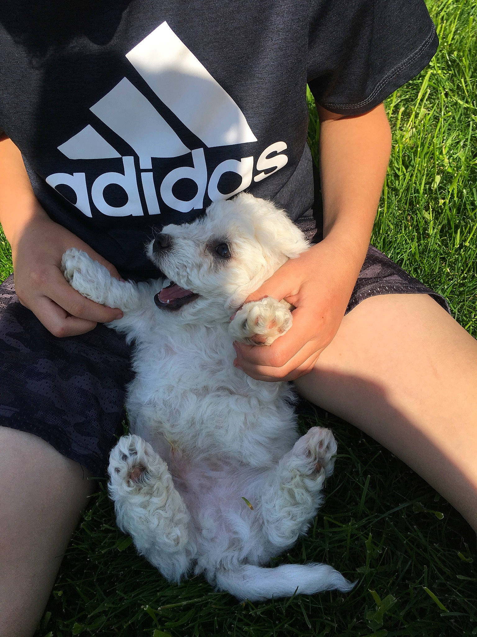 Buster is registered to the contest to win money with this photo: bichon, bichon_frise, bolognese, bolonka, canidae, carnivore, cavachon, cockapoo, companion_dog, dog, dog_breed, maltepoo, maltese, mammal, miniature_poodle, poodle, puppy, schnoodle, toy_poodle, vertebrate