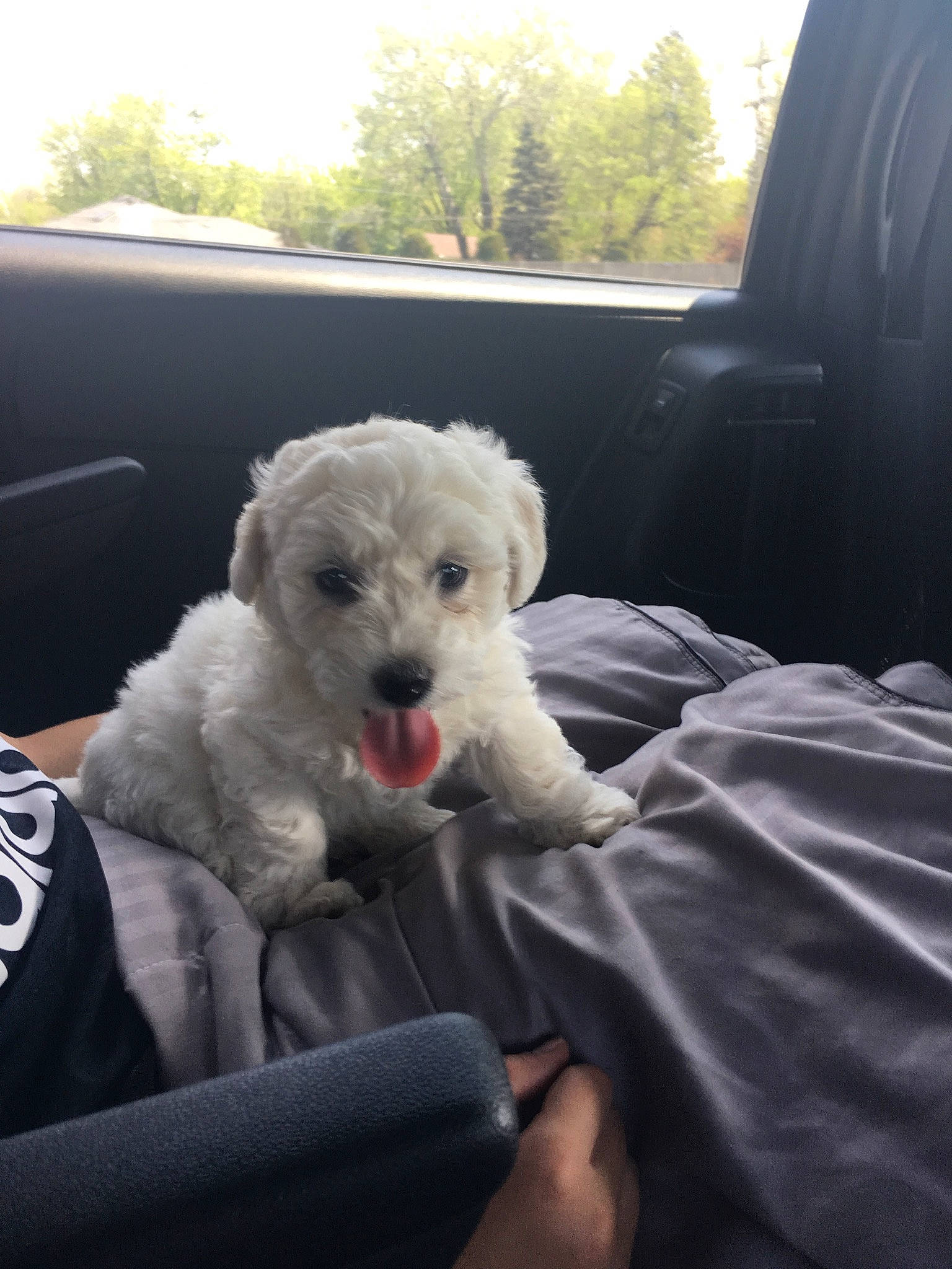 Buster joined the competition — help win amazing prizes! canidae, carnivore, companion_dog, dog, dog_breed, goldendoodle, maltese, mammal, miniature_poodle, non_sporting_group, poodle, poodle_crossbreed, puppy, rare_breed_dog, schnoodle, sealyham_terrier, sporting_group, toy_dog, toy_poodle, vertebrate