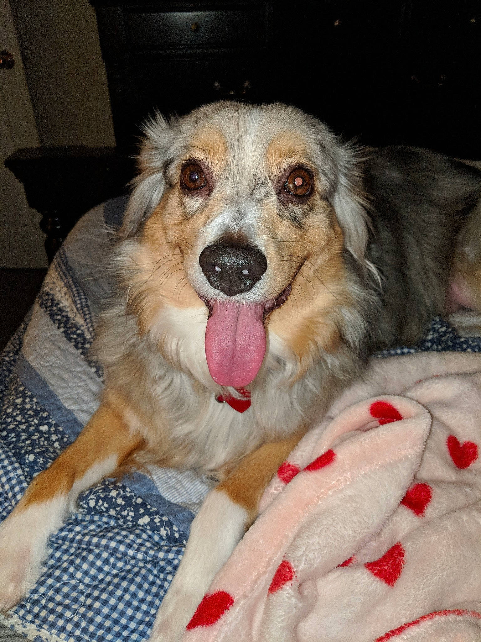 Skyy joined the competition — help win amazing prizes! australian_collie, australian_shepherd, basque_shepherd_dog, canidae, carnivore, companion_dog, dog, dog_breed, mammal, miniature_australian_shepherd, rare_breed_dog, snout, sporting_group, vertebrate, welsh_sheepdog, whiskers, working_dog