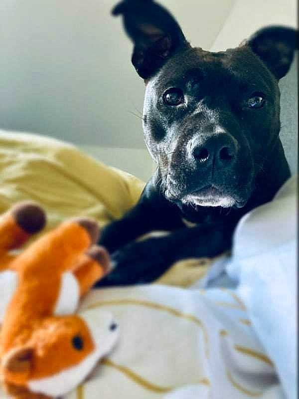 Pixie participe au concours pour gagner de l'argent avec cette photo : canidae, carnivore, collar, comfort, companion_dog, dog, dog_breed, dog_collar, dog_supply, ear, fawn, fur, pet_supply, snout, sporting_group, toy, toy_dog, vertebrate, whiskers, working_animal