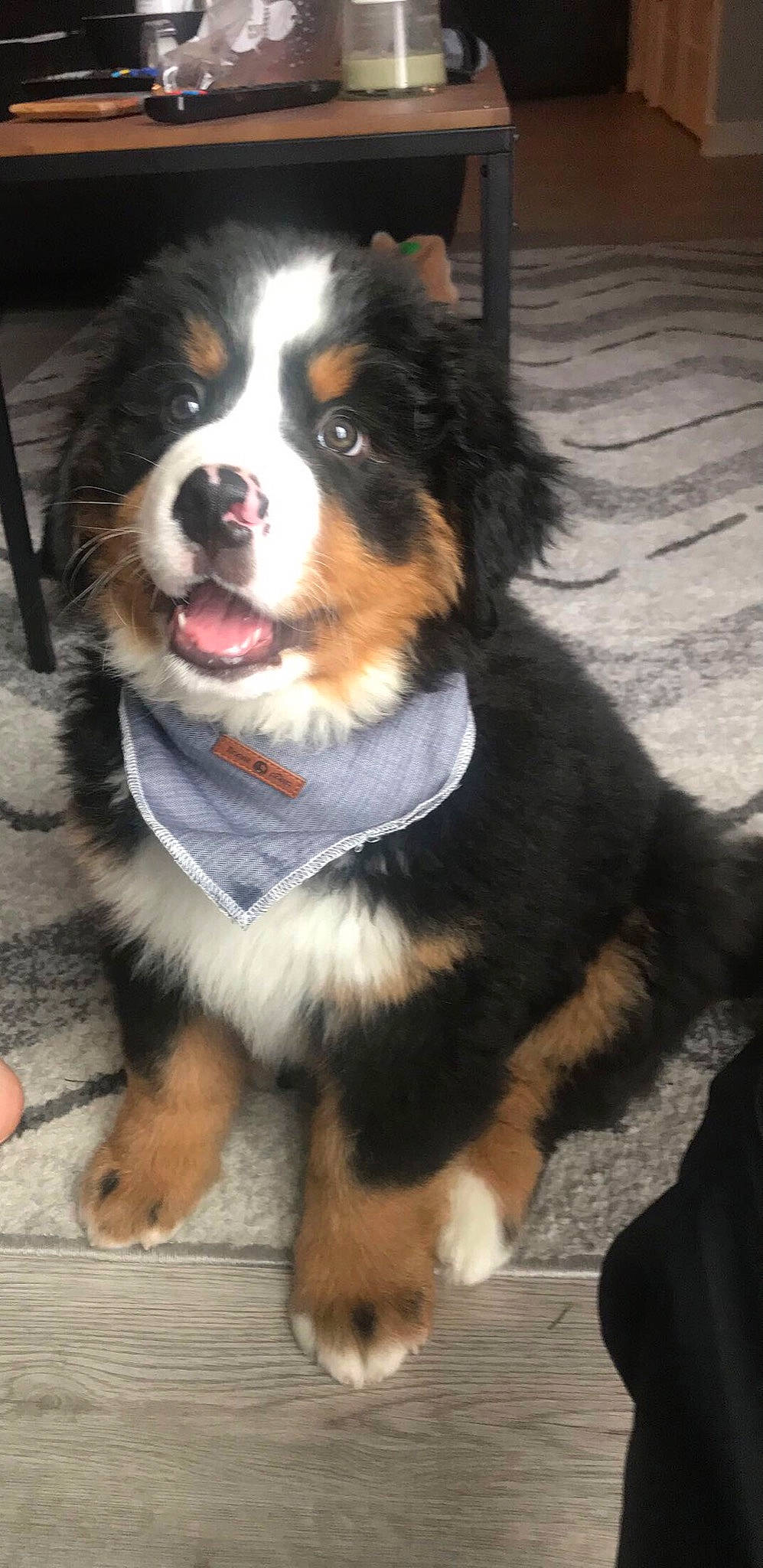 Herman joined the competition — help win amazing prizes! bernese_mountain_dog, canidae, carnivore, collar, companion_dog, dog, dog_breed, foot, fur, herding_dog, iris, shadow, snout, sporting_group, tongue, vertebrate, whiskers, working_animal, working_dog