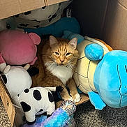 Monty joined the competition — help win amazing prizes! animal, blue_turtle, cardboard_box, carpet, cat, companion, cow_plush, cozy, cute, feline, indoor, orange_cat, pet, plush_toy, purple_toy, relaxing, soft, stuffed_animal, toy_collection, white_fur