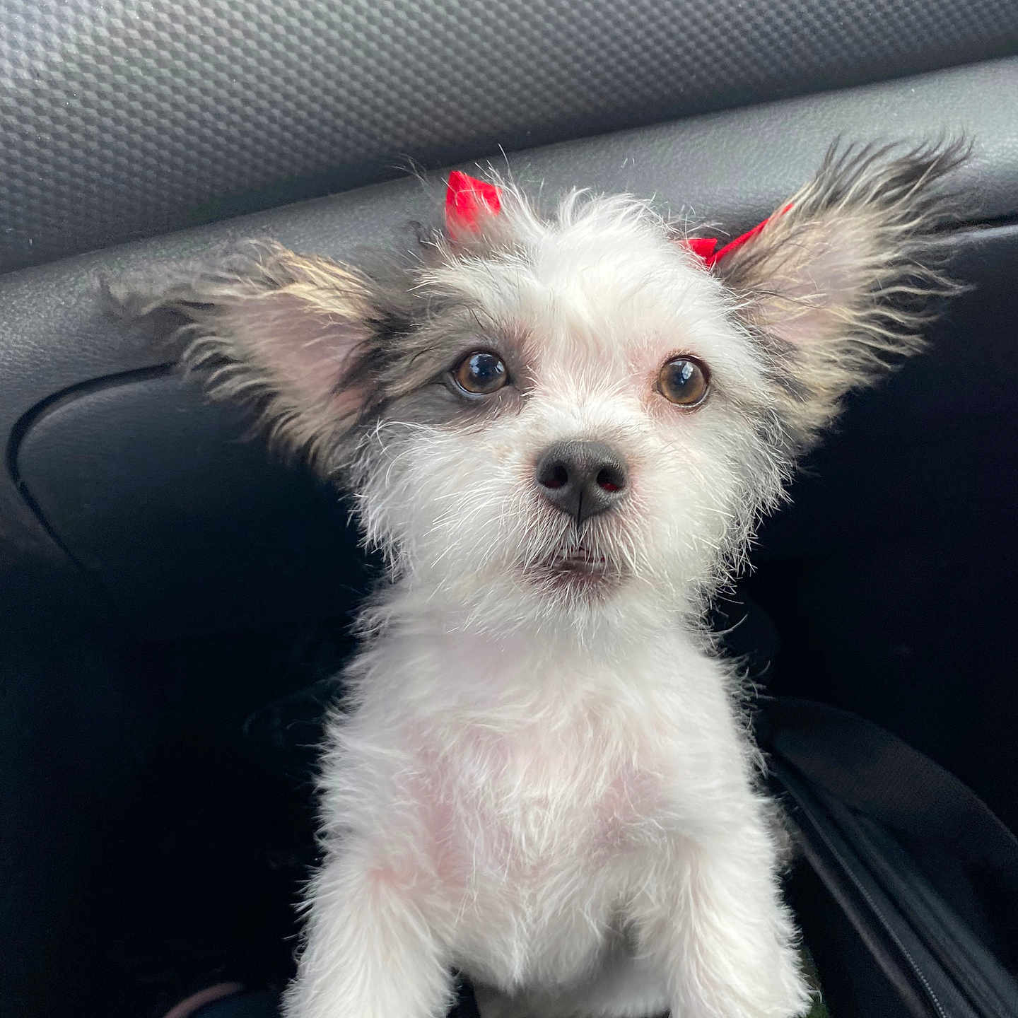 Abby Gail Fountain is registered to the contest to win money with this photo: accessories, affenpinscher, animal, belt, canine, car, car_interior, cockerspaniel, couch, cushion, dog, eskimodog, furniture, homedecor, papillon, pet, poodle, puppy, terrier, whitedog