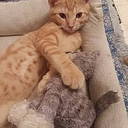 Punkinhead is registered to the contest to win money with this photo: cat, kitten, orange_tabby, stuffed_animal, plush_toy, pet_bed, cozy, relaxed, indoor, feline, animal, cute, paw, fur, whiskers, resting, comfort, soft, home, sleepy