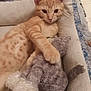 cat, kitten, orange_tabby, stuffed_animal, plush_toy, pet_bed, cozy, relaxed, indoor, feline, animal, cute, paw, fur, whiskers, resting, comfort, soft, home, sleepy