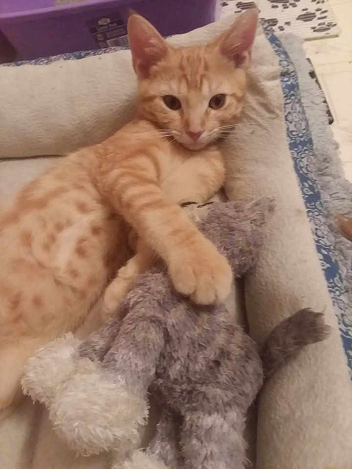 Punkinhead is registered to the contest to win money with this photo: cat, kitten, orange_tabby, stuffed_animal, plush_toy, pet_bed, cozy, relaxed, indoor, feline, animal, cute, paw, fur, whiskers, resting, comfort, soft, home, sleepy