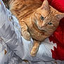 Rourou a rejoint le concours — aidez-le/la à gagner de superbes lots ! cat, orange_tabby, pet, indoor, blanket, cozy, feline, collar, bell, relaxed, fur, whiskers, sleepy, cute, domestic_cat, comfort, resting, animal, bed, patterned