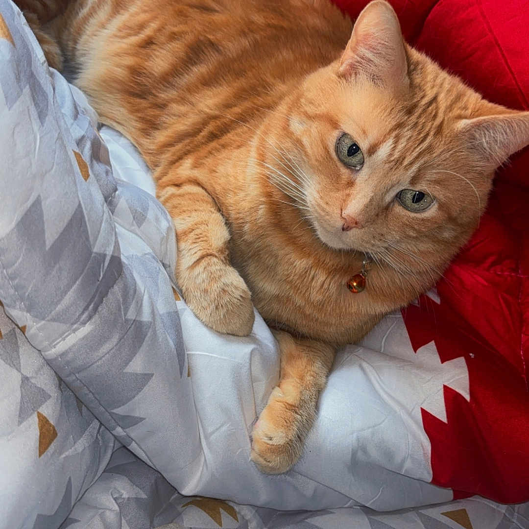 Rourou a rejoint le concours — aidez-le/la à gagner de superbes lots ! animal, bed, bell, blanket, cat, collar, comfort, cozy, cute, domestic_cat, feline, fur, indoor, orange_tabby, patterned, pet, relaxed, resting, sleepy, whiskers