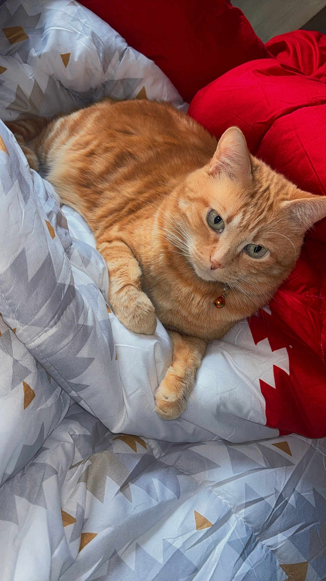 Rourou a rejoint le concours — aidez-le/la à gagner de superbes lots ! cat, orange_tabby, pet, indoor, blanket, cozy, feline, collar, bell, relaxed, fur, whiskers, sleepy, cute, domestic_cat, comfort, resting, animal, bed, patterned
