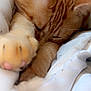 Rourou a rejoint le concours — aidez-le/la à gagner de superbes lots ! cat, ginger_cat, sleeping, paw, closeup, cozy, blanket, fur, whiskers, indoor, pet, cute, nap, relaxed, resting, animal, feline, soft, warm, comfort
