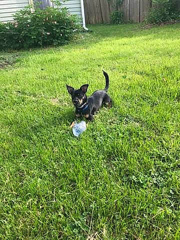 Bandit is registered to the contest to win money with this photo: canidae, carnivore, collar, companion_dog, dog, dog_breed, garden, grass, grassland, groundcover, lawn, pasture, plant, shrub, sporting_group, tail, tree, window, working_animal, yard