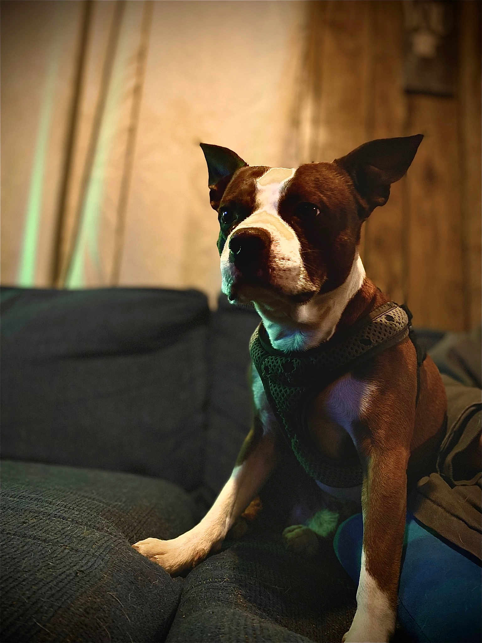 Buster