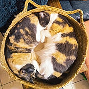 Tycoeur participe au concours pour gagner de l'argent avec cette photo : cat, calico_cat, basket, sleeping, curled_up, feline, cozy, resting, indoor, woven_basket, patterned_fur, cute, pet, animal, domestic_cat, fur, relaxing, peaceful, snug, companion