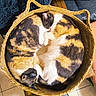 cat, calico_cat, basket, sleeping, curled_up, feline, cozy, resting, indoor, woven_basket, patterned_fur, cute, pet, animal, domestic_cat, fur, relaxing, peaceful, snug, companion
