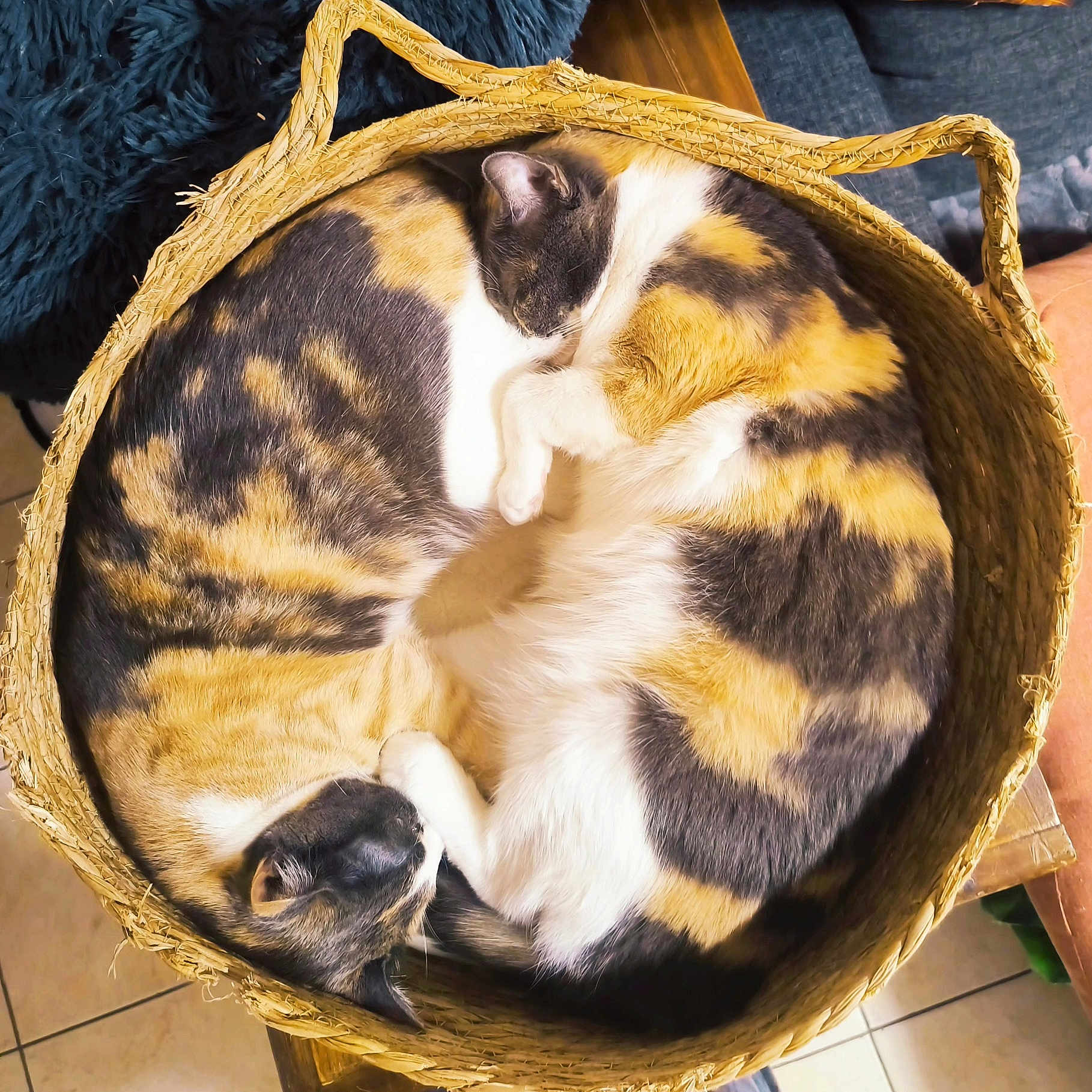 Tycoeur participe au concours pour gagner de l'argent avec cette photo : cat, calico_cat, basket, sleeping, curled_up, feline, cozy, resting, indoor, woven_basket, patterned_fur, cute, pet, animal, domestic_cat, fur, relaxing, peaceful, snug, companion