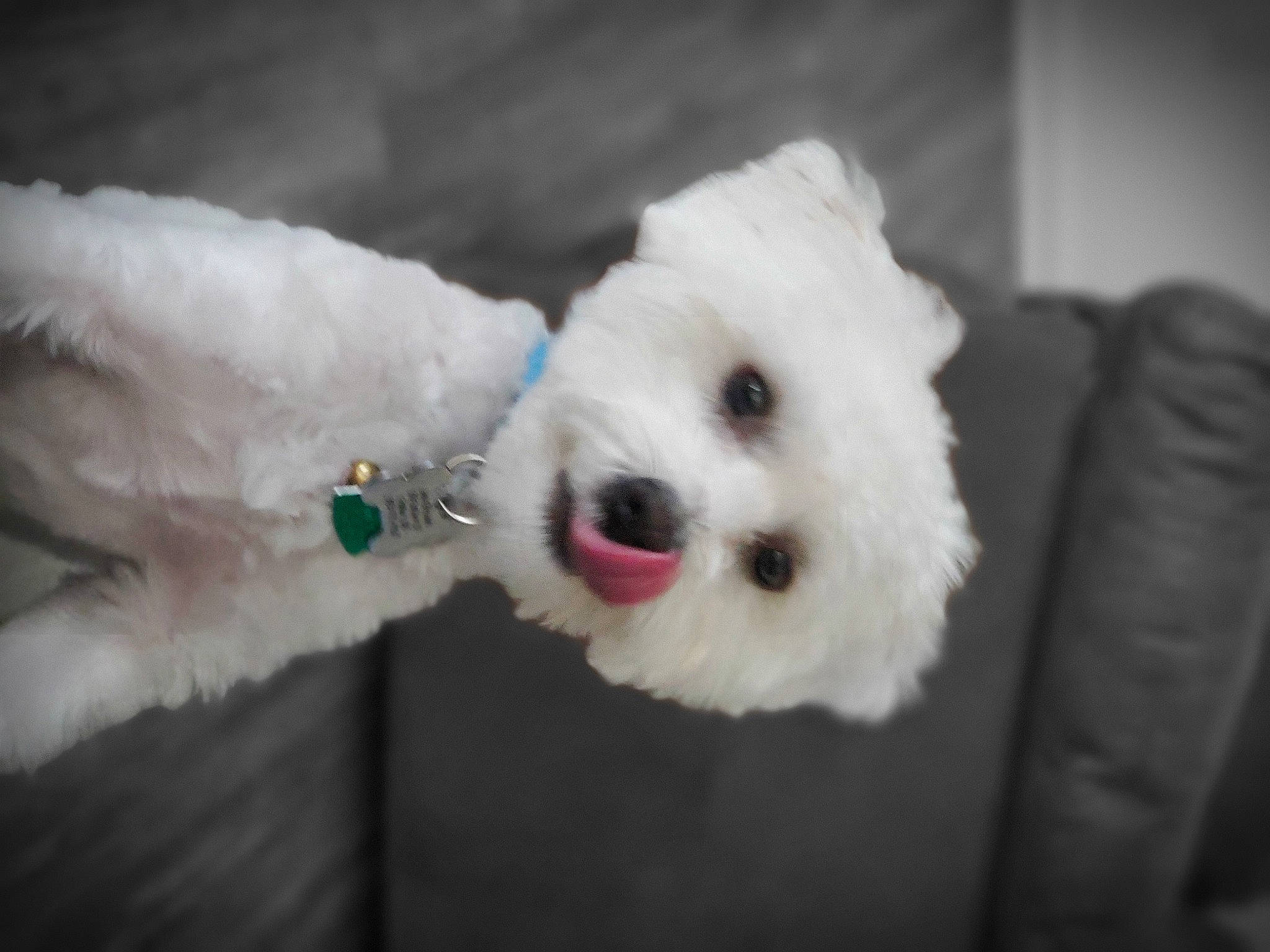 Jax is registered to the contest to win money with this photo: bichon, bichon_frise, bolognese, canidae, carnivore, companion_dog, coton_de_tulear, dog, dog_breed, maltepoo, maltese, mammal, nose, puppy, snout, toy_dog, toy_poodle, vertebrate, west_highland_white_terrier, white