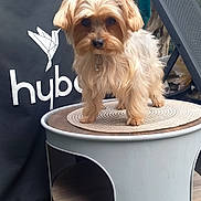 Tilt participe au concours pour gagner de l'argent avec cette photo : dog, small_dog, yorkshire_terrier, toy_breed, shaggy_fur, fluffy, standing, portrait, outdoor, patio, furniture, pet, collar, leash, table, cat_house, chair, logo, blue_background, adorable