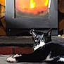 cat, black_and_white, fireplace, fire, warmth, cozy, indoor, pet, relaxing, fur, animal, mammal, whiskers, lying_down, curious, home, comfort, soft_surface, domestic, resting