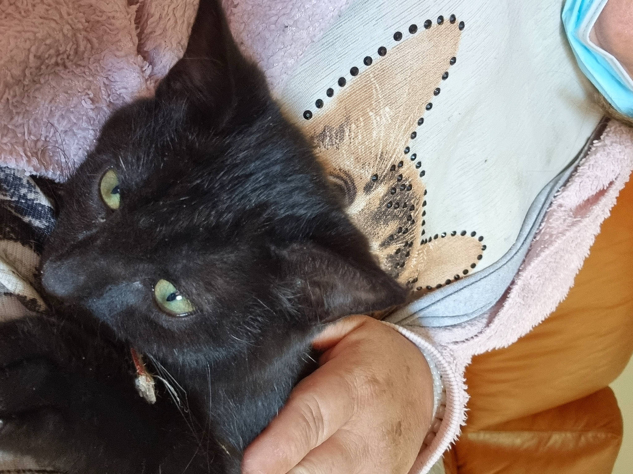 Victoire participe au concours pour gagner de l'argent avec cette photo : black_cat, bombay, carnivore, cat, claw, comfort, domestic_short_haired_cat, fashion_accessory, felidae, foot, fur, gesture, linens, nail, paw, sleeve, small_to_medium_sized_cats, snout, tail, whiskers